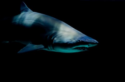 How to Create a perfect Shark Tank Pitch Deck?